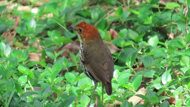 Chestnut-crowned Antpitta - ML626842086