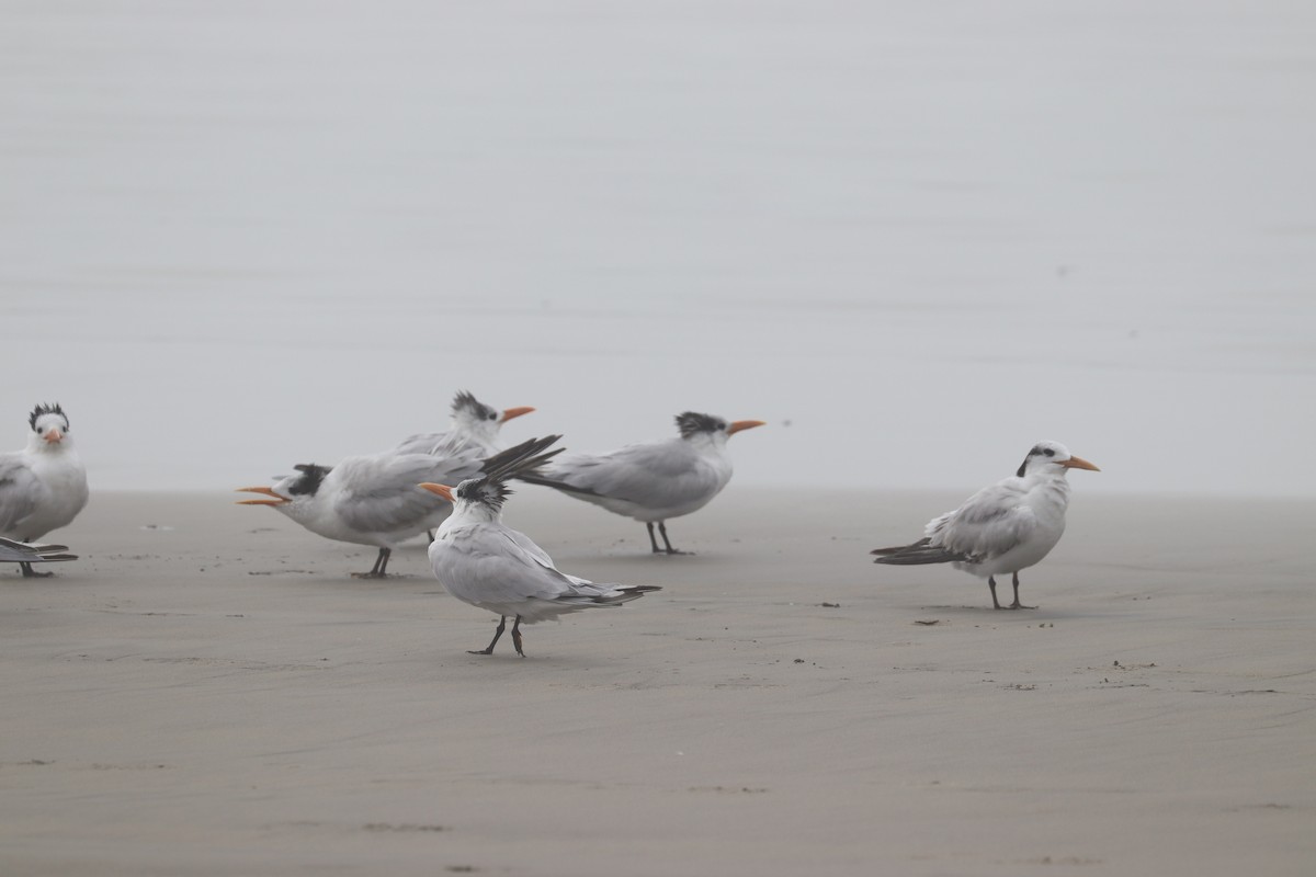 Royal Tern - ML626842100