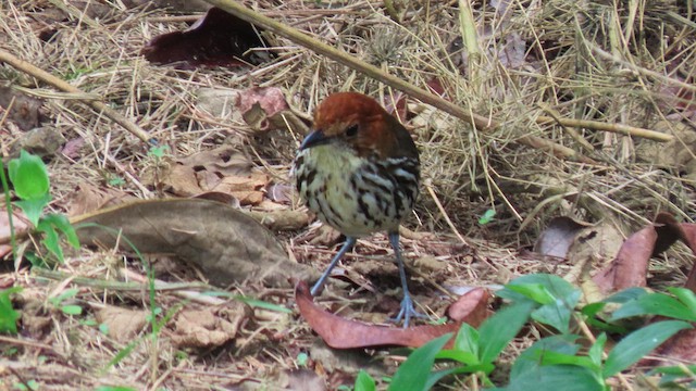 Chestnut-crowned Antpitta - ML626842111