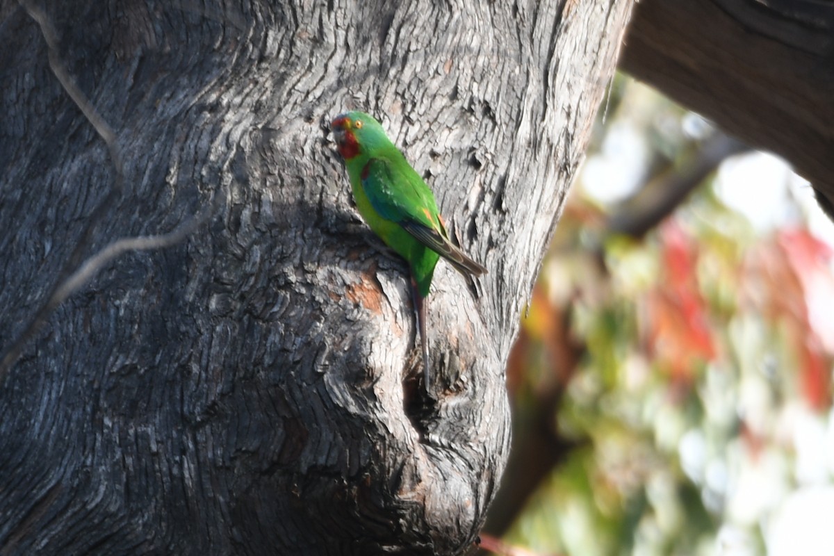 Swift Parrot - ML626842132