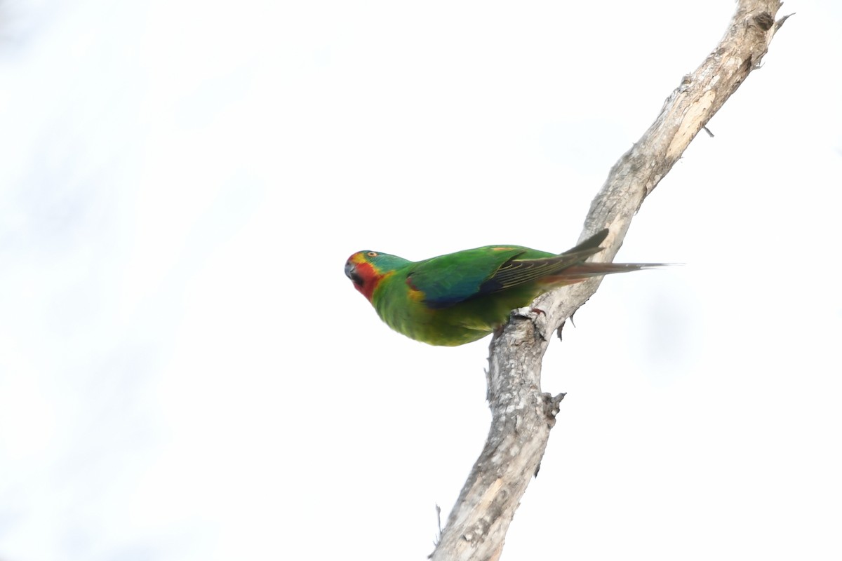 Swift Parrot - ML626842133