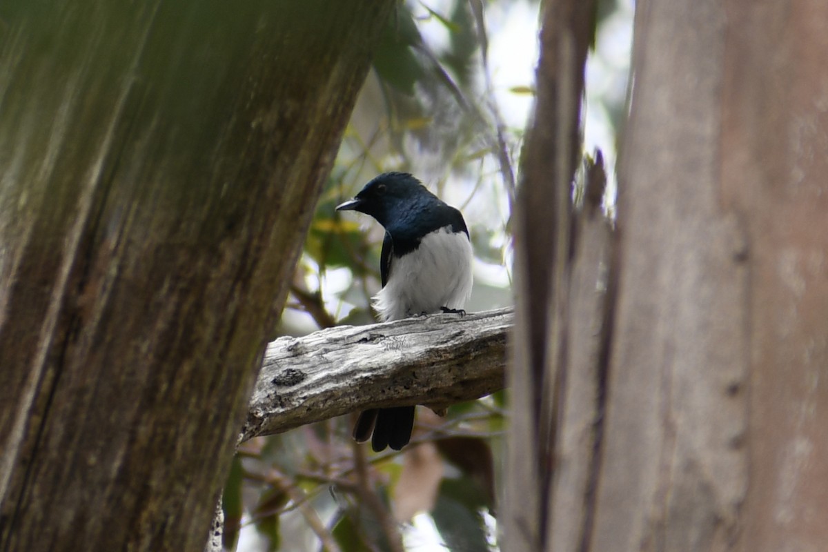 Satin Flycatcher - ML626842175