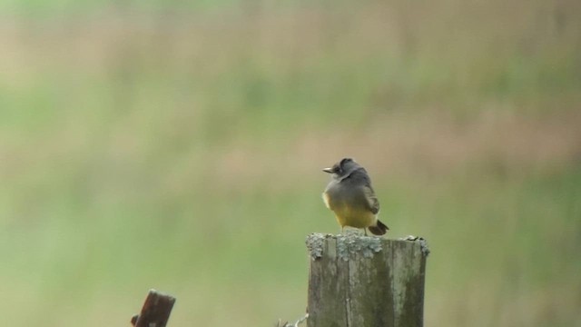 Cassin's Kingbird - ML626842210