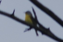 Nashville Warbler - ML626842351