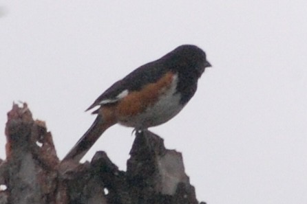 Eastern Towhee - ML626842392