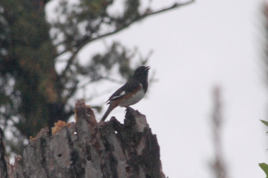 Eastern Towhee - ML626842393