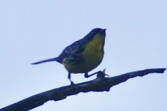 Kirtland's Warbler - ML626842404