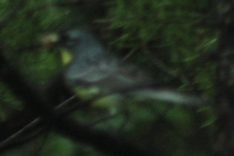 Kirtland's Warbler - ML626842405