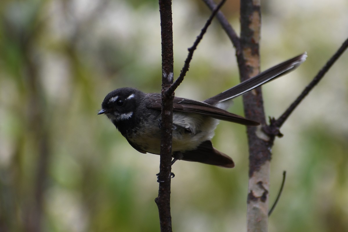 Gray Fantail (albiscapa) - ML626842463