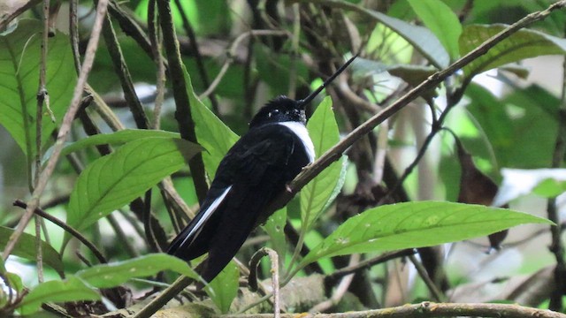 Collared Inca - ML626842466