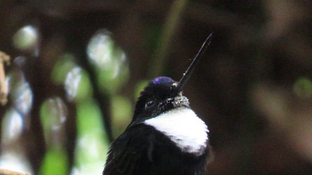Collared Inca - ML626842470