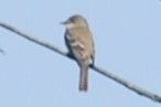 Willow Flycatcher - ML626842573
