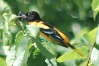Baltimore Oriole - ML626842624