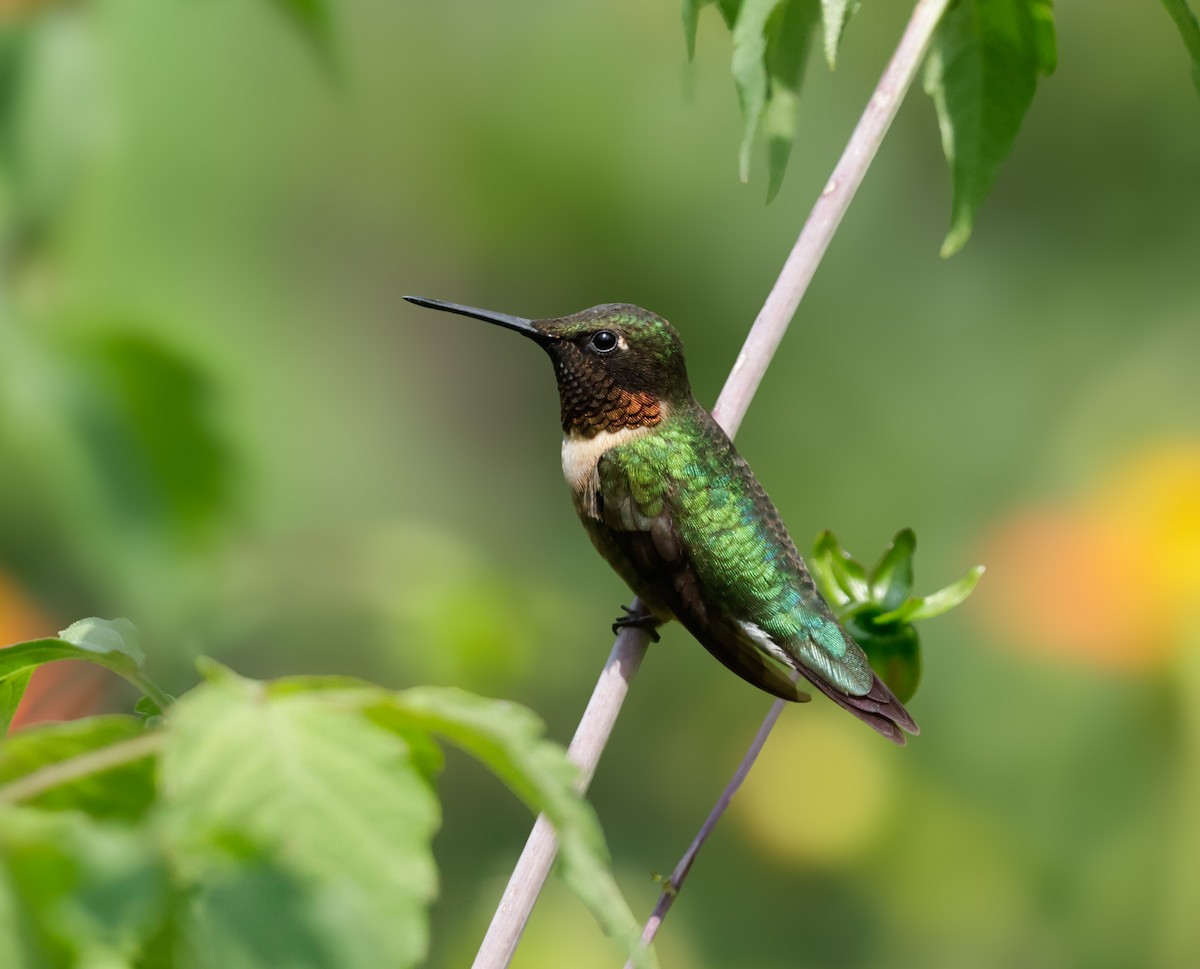 Ruby-throated Hummingbird - ML626842627