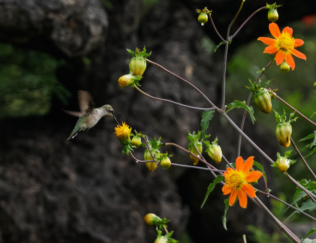 Ruby-throated Hummingbird - ML626842628