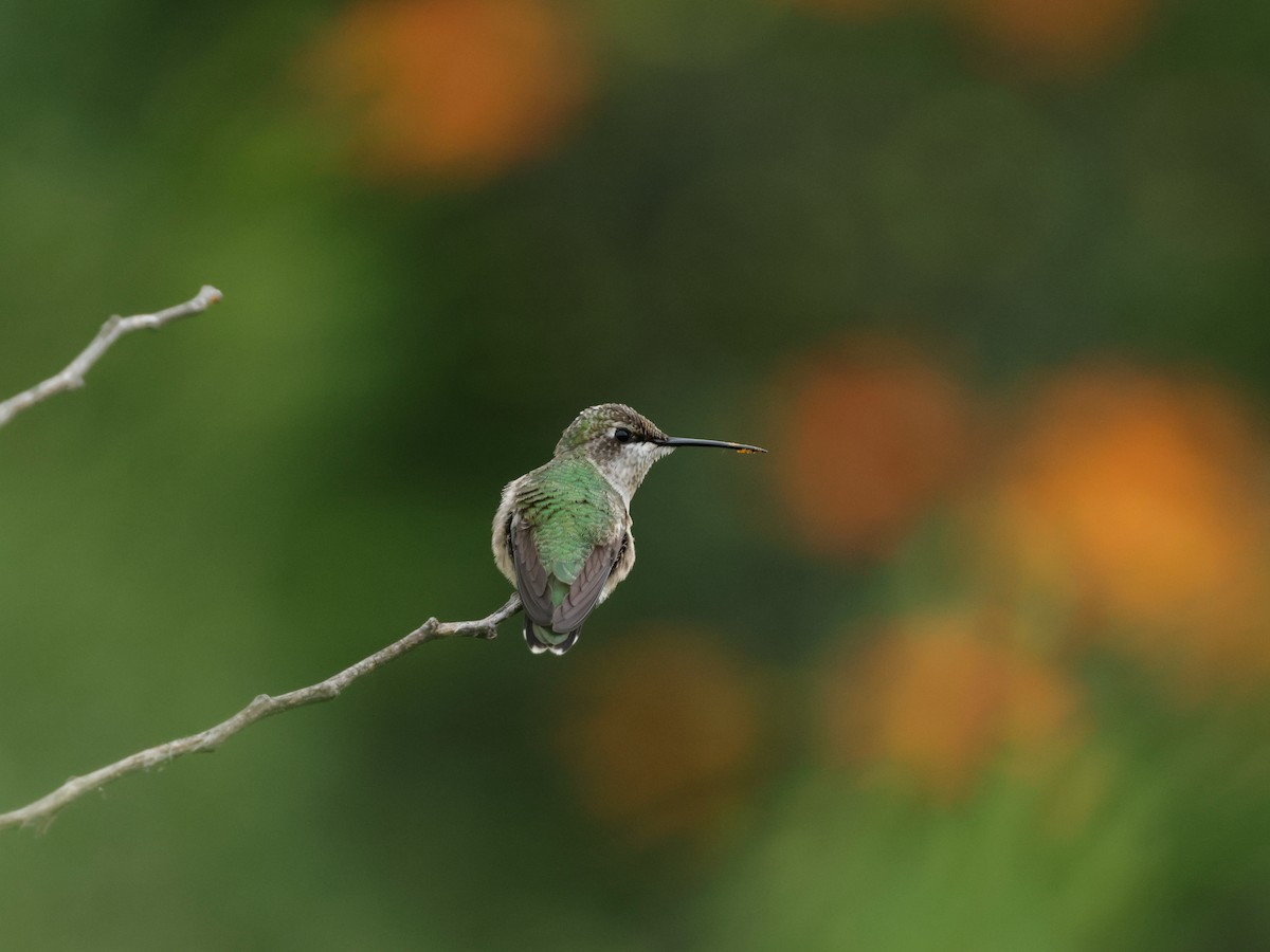 Ruby-throated Hummingbird - ML626842629