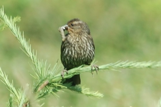 Red-winged Blackbird - ML626842631