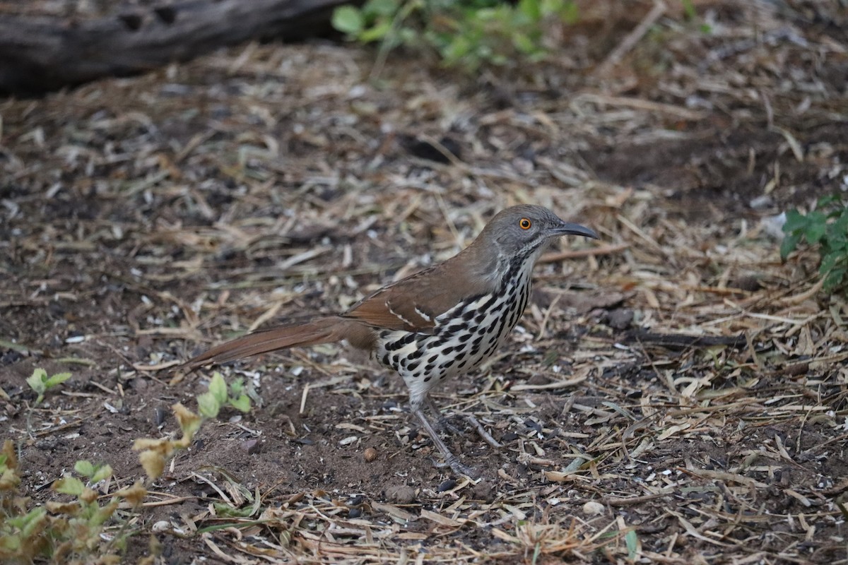 Long-billed Thrasher - ML626842658