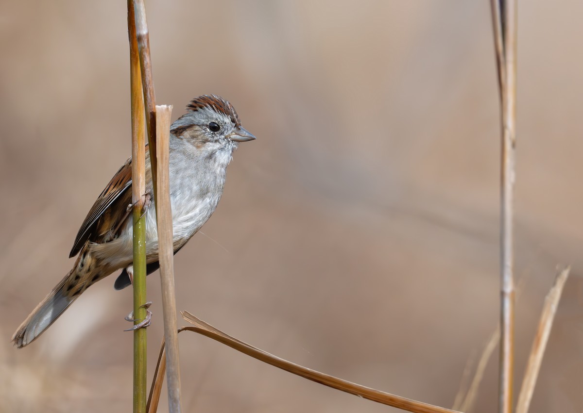Swamp Sparrow - ML626842730