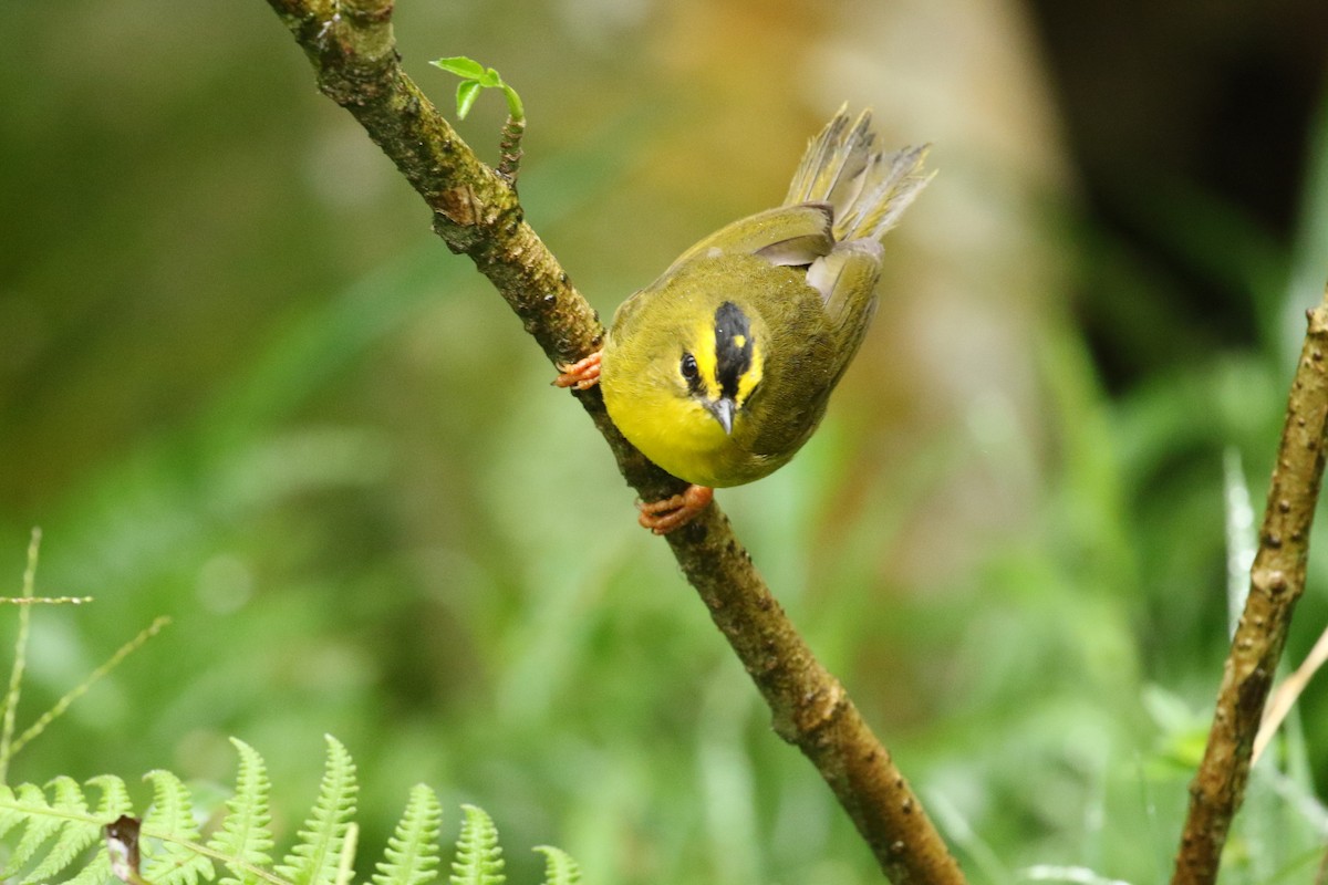 Black-crested Warbler - ML626842793