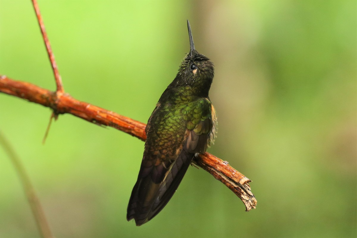 Buff-tailed Coronet - ML626842796