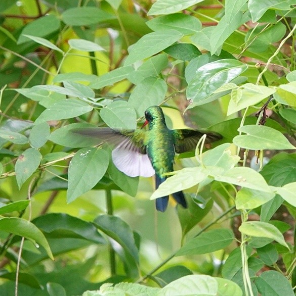 Cozumel Emerald - ML626842798