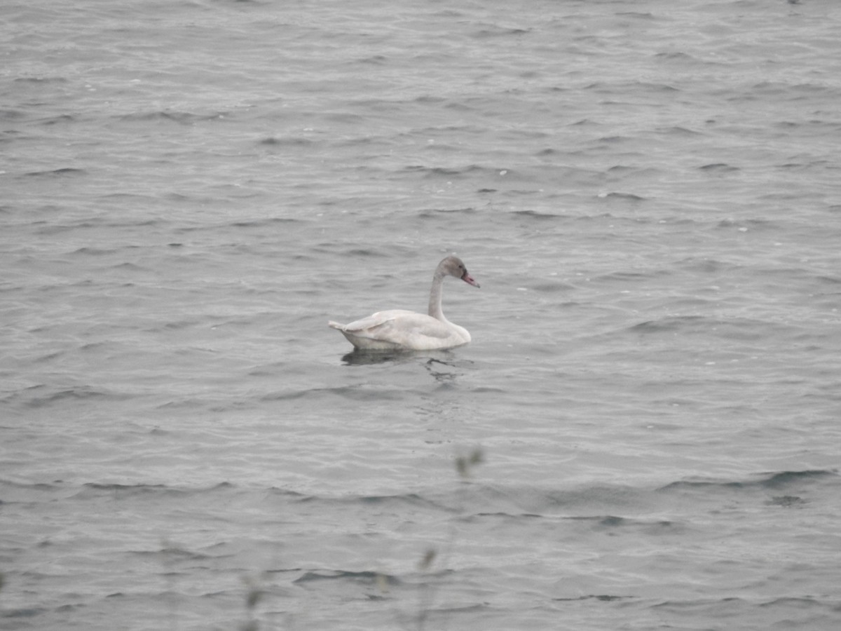 Tundra Swan - ML626842817