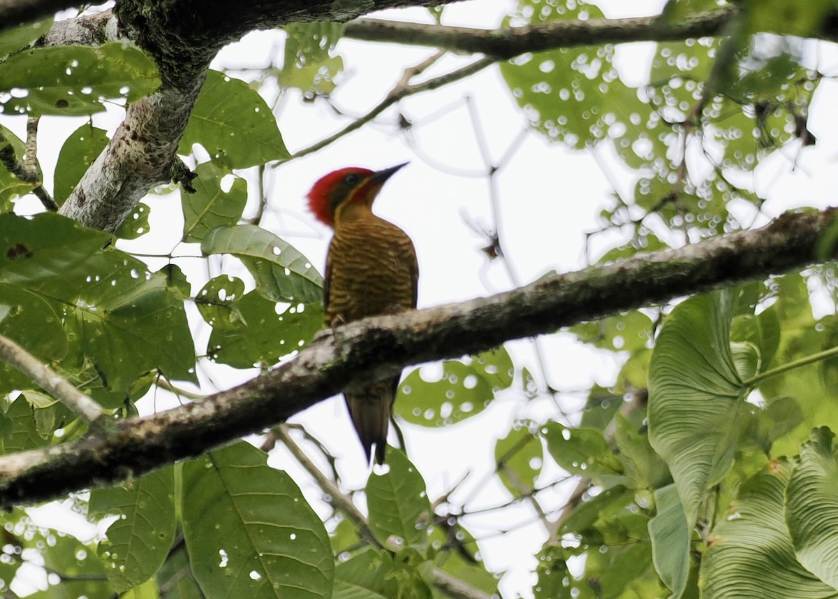 Golden-green Woodpecker - ML626842834