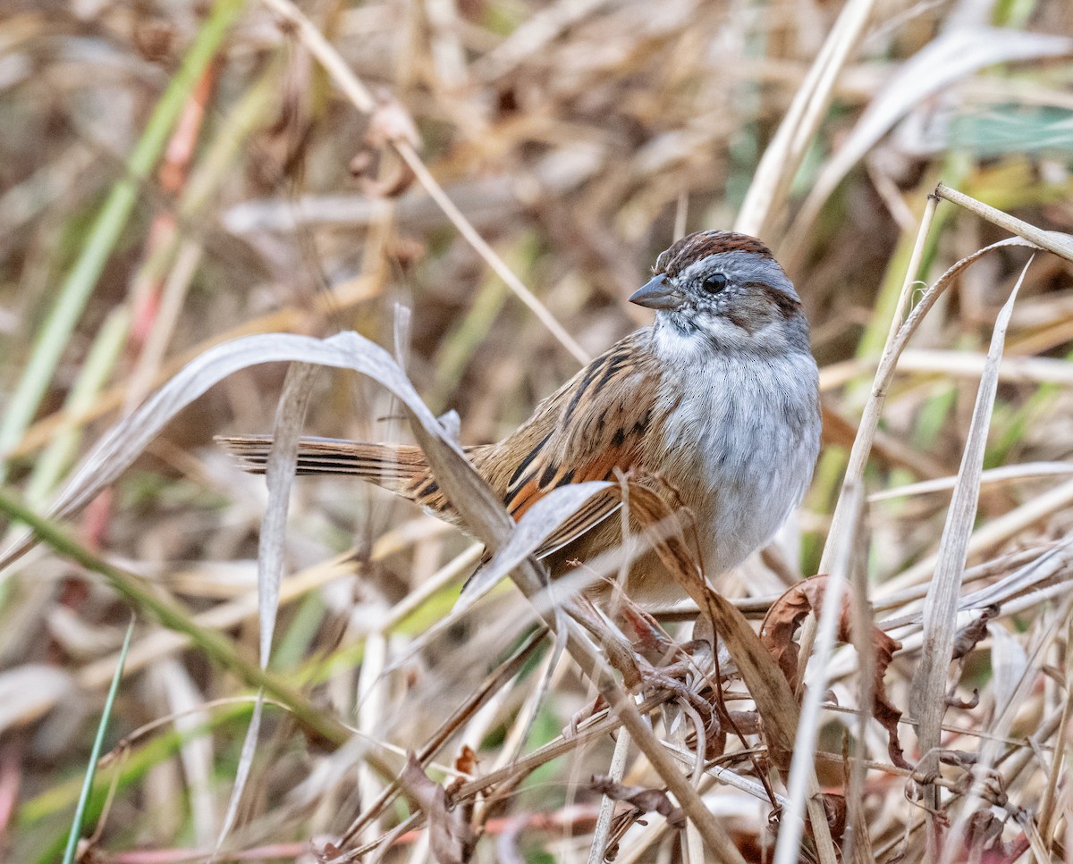 Swamp Sparrow - ML626842840