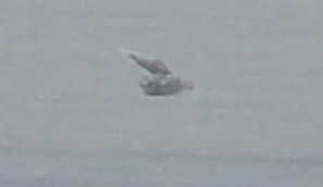 Hibou des marais - ML626843118