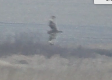 Hibou des marais - ML626843119