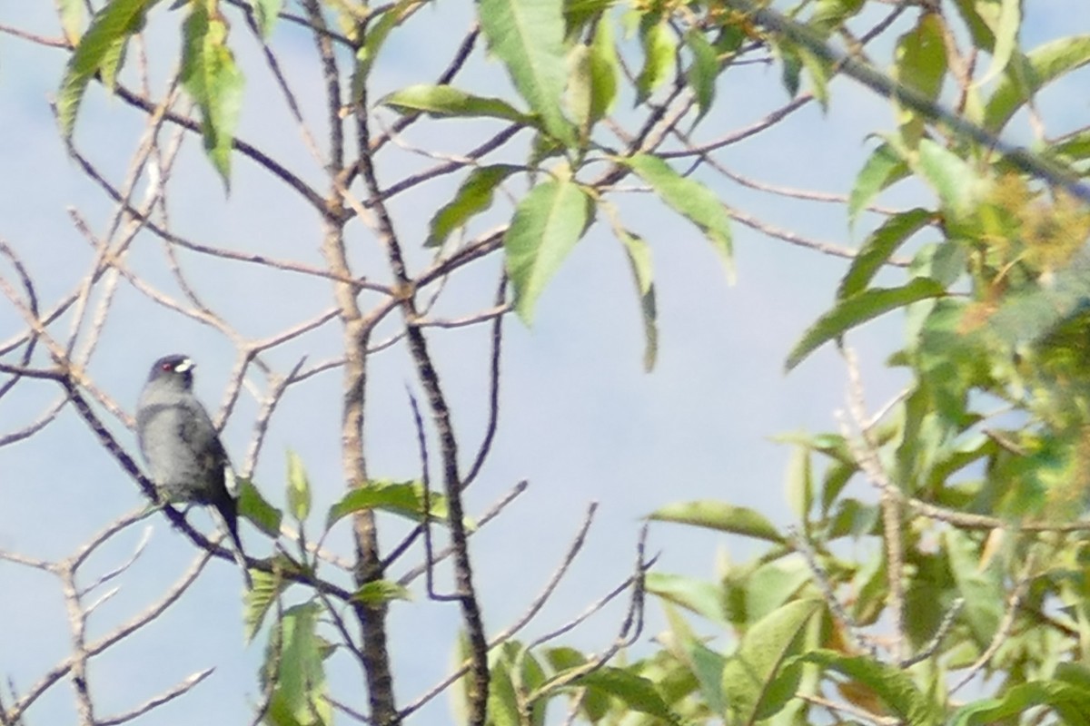 Red-crested Cotinga - ML626843281