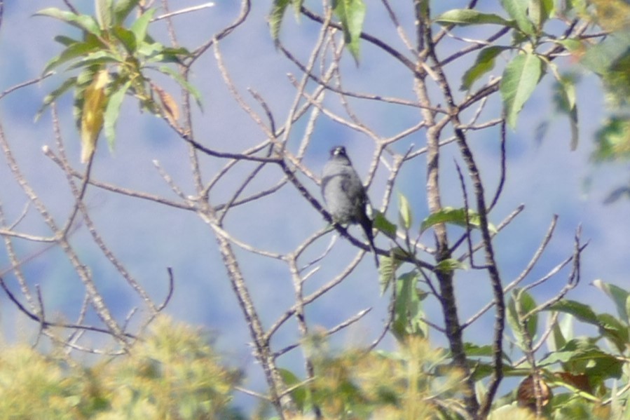 Red-crested Cotinga - ML626843282