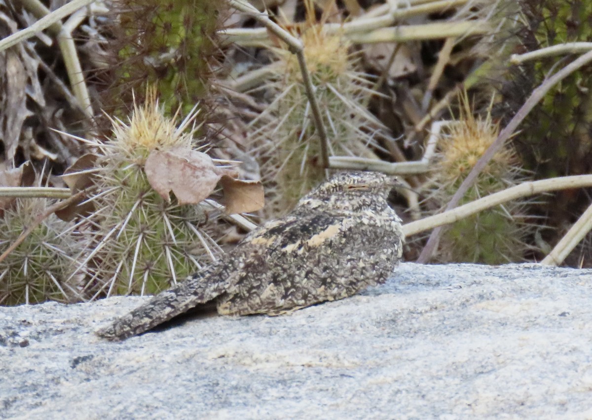 Pygmy Nightjar - ML626843588