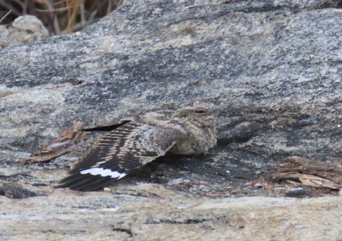 Pygmy Nightjar - ML626843589