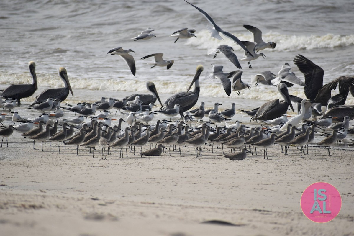 Willet - ML626843616