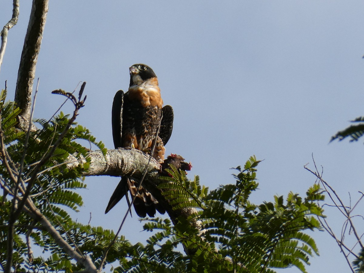 Orange-breasted Falcon - ML626843814