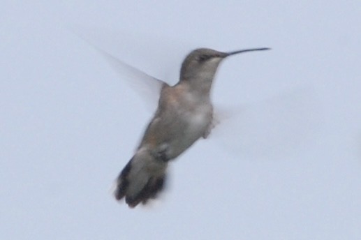 Ruby-throated Hummingbird - ML626843879