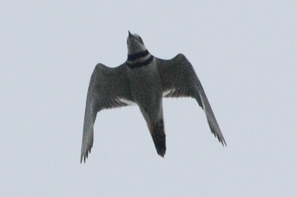 Killdeer - ML626843883