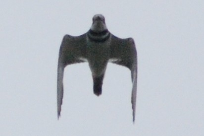 Killdeer - ML626843884