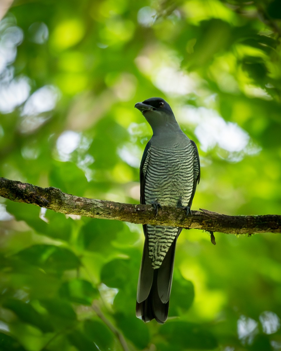 Andaman Cuckooshrike - ML626844344