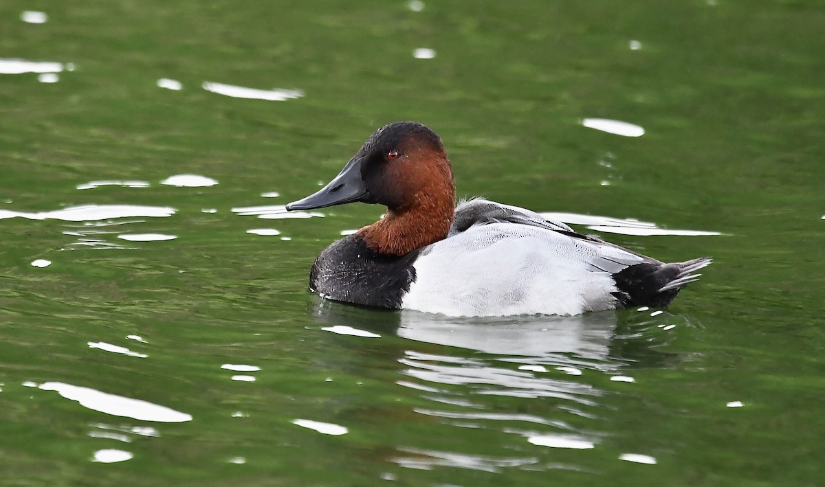 Canvasback - ML626844513