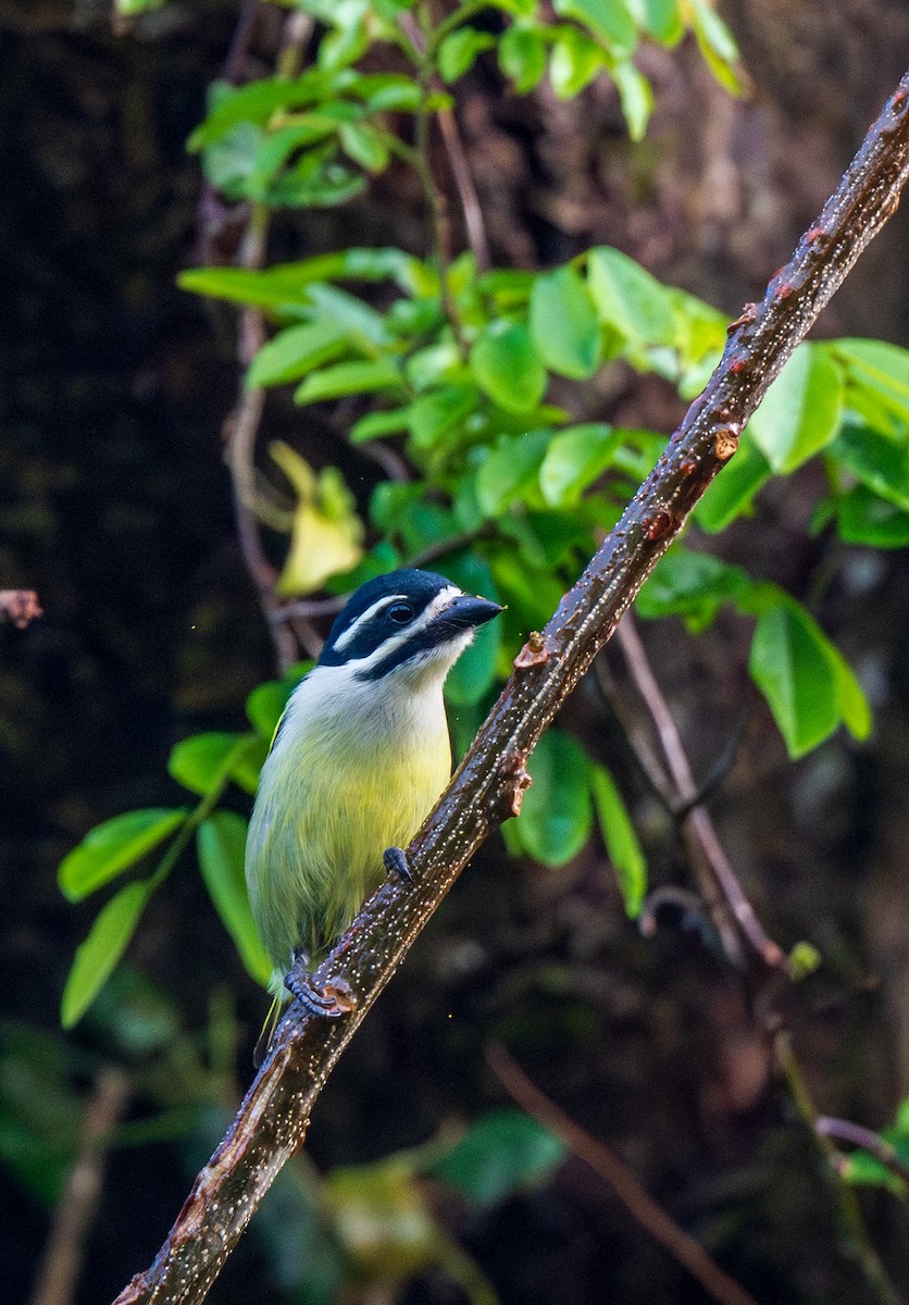 Yellow-rumped Tinkerbird - ML626844792