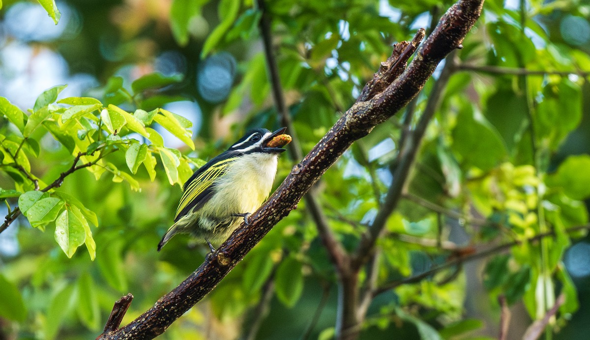 Yellow-rumped Tinkerbird - ML626844797