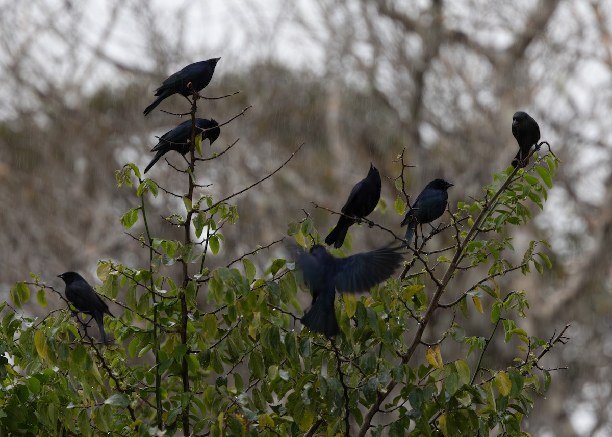 Shiny Cowbird - ML626844880