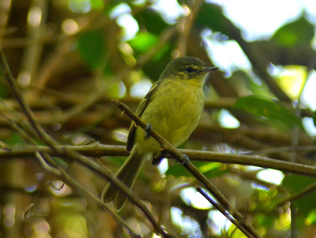 Restinga Tyrannulet - ML626844954
