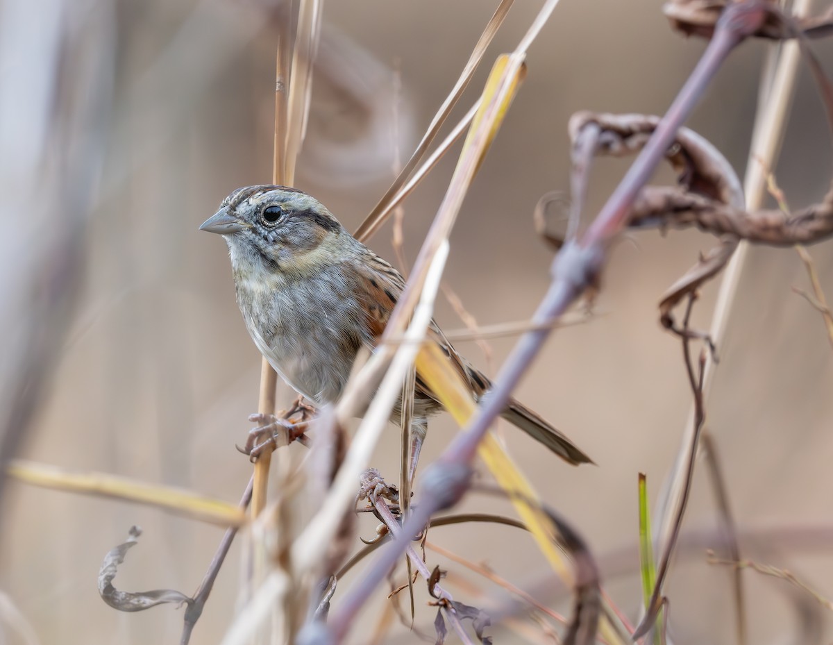 Swamp Sparrow - ML626845066