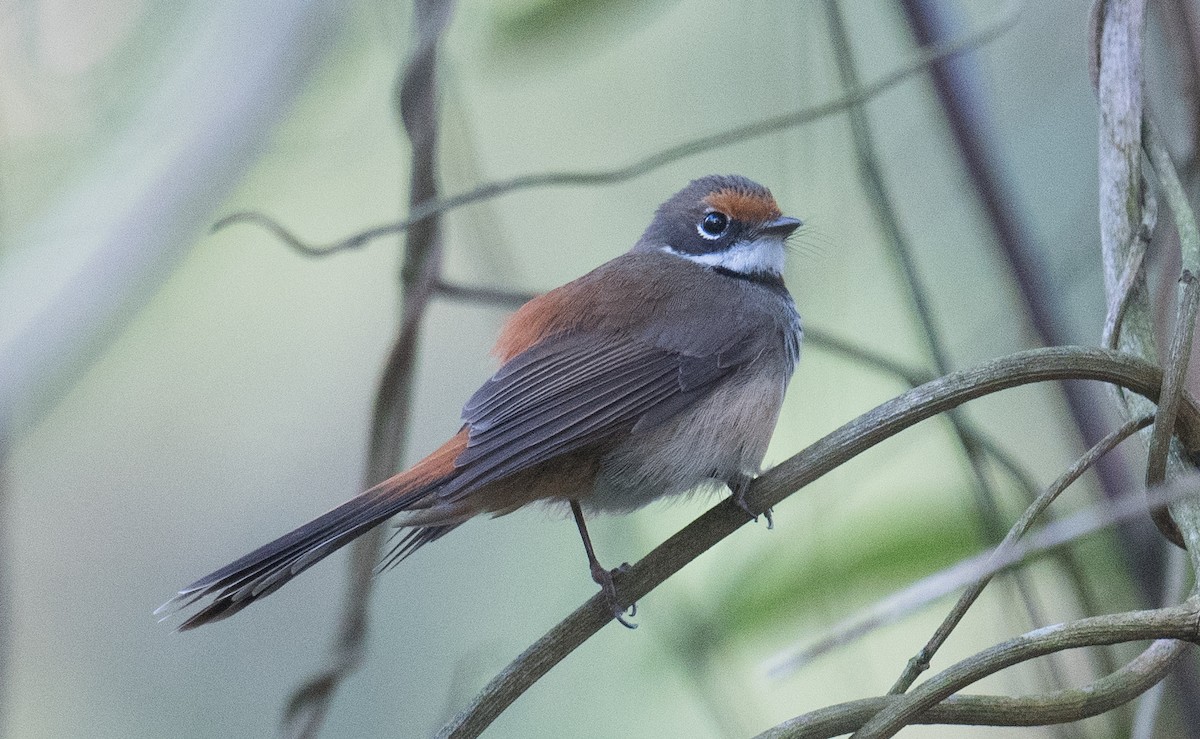 Australian Rufous Fantail - ML626845072