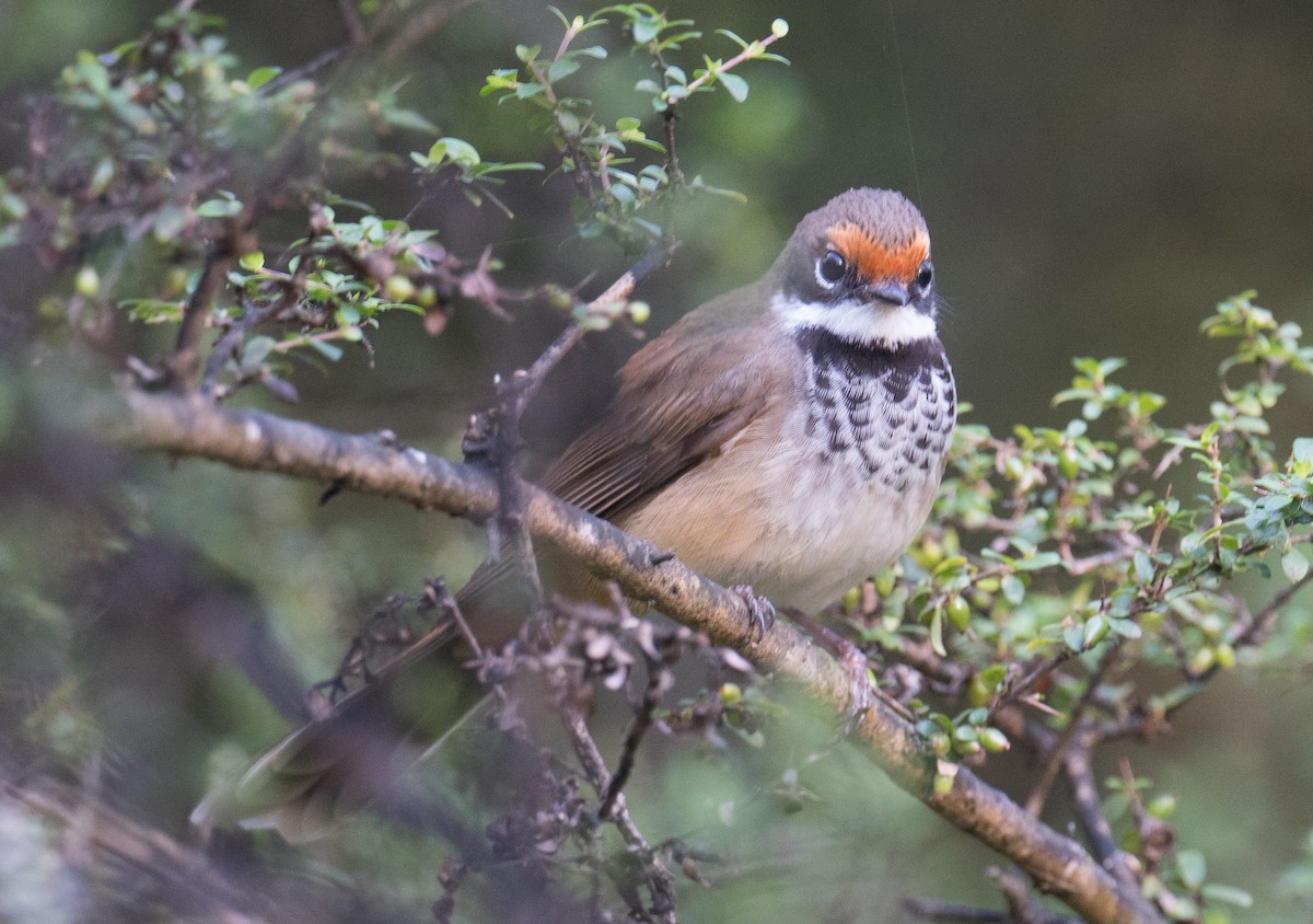 Australian Rufous Fantail - ML626845087