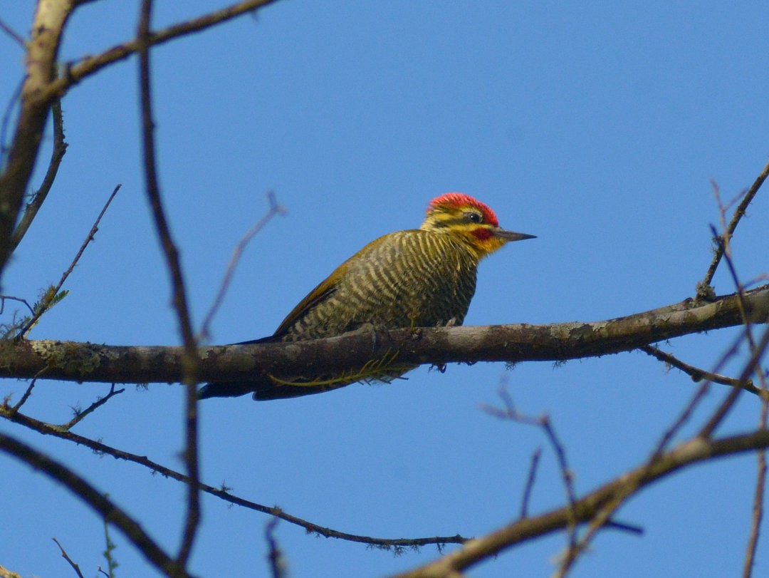 Carpintero Cejigualdo - ML626845090